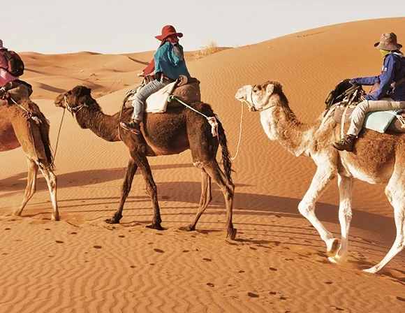 Camel Ride Tour Dubai