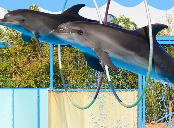 Dolphin Show Dubai